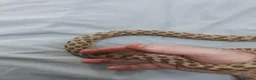 Snake reptiles for sale: 3 hognose snakes - Advert 4