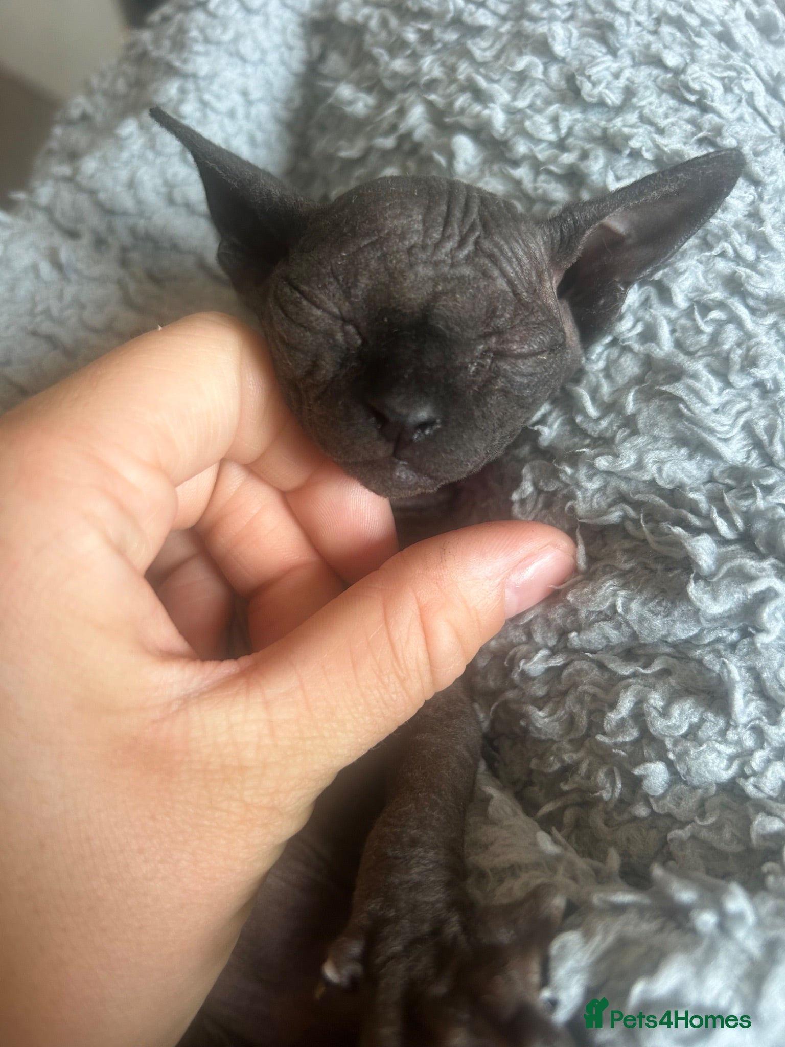 Sphynx cats Sphyx female kitten  - Advert 10