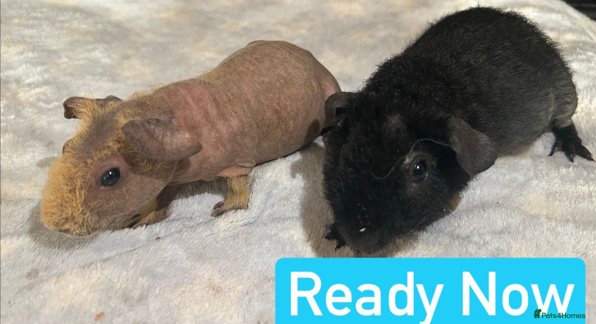 Guinea Pig rodents Skinny Pig Boars  - Advert 10