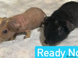 Guinea Pig rodents Skinny Pig Boars - Advert 10