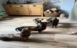 Miniature Dachshund dogs for sale: Male Silver Dapple Miniature Dachshund's  - Image 10