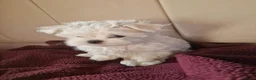Maltese dogs for sale: Tiny Maltese boy ready now  - Advert 4