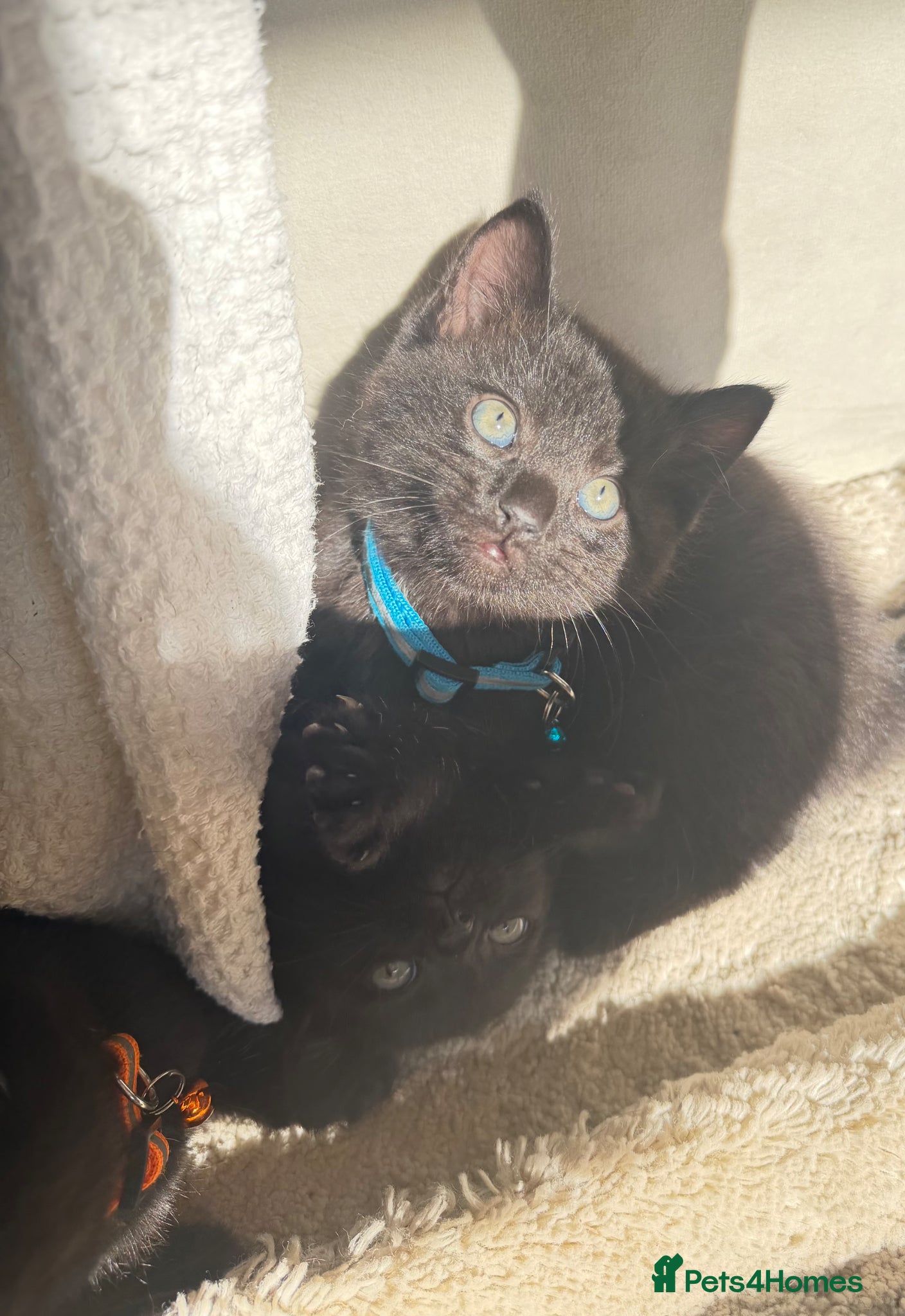 Russian Blue cats for sale: Half Russian Blue Kittens - Advert 4