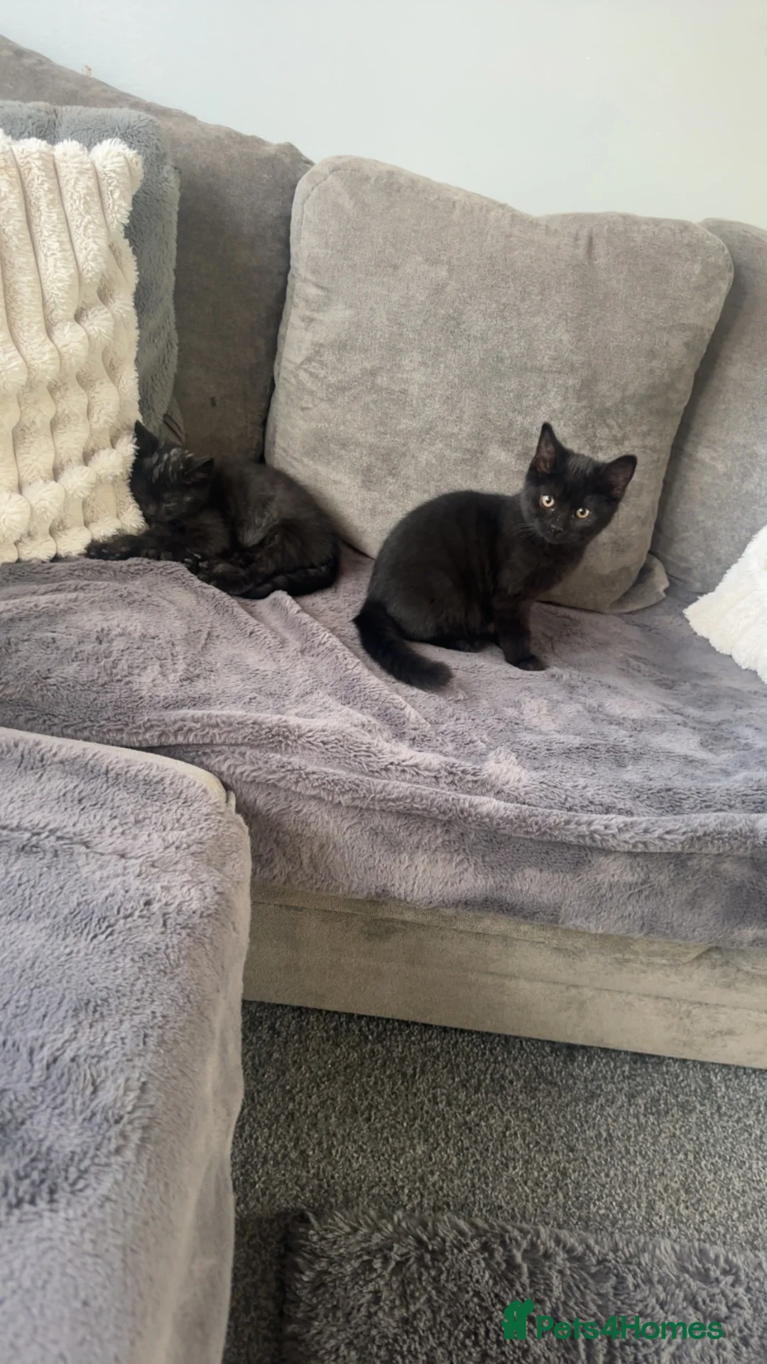 British Shorthair cats for sale: 4 dark chocolate beautiful British shorthairs  - Advert 2