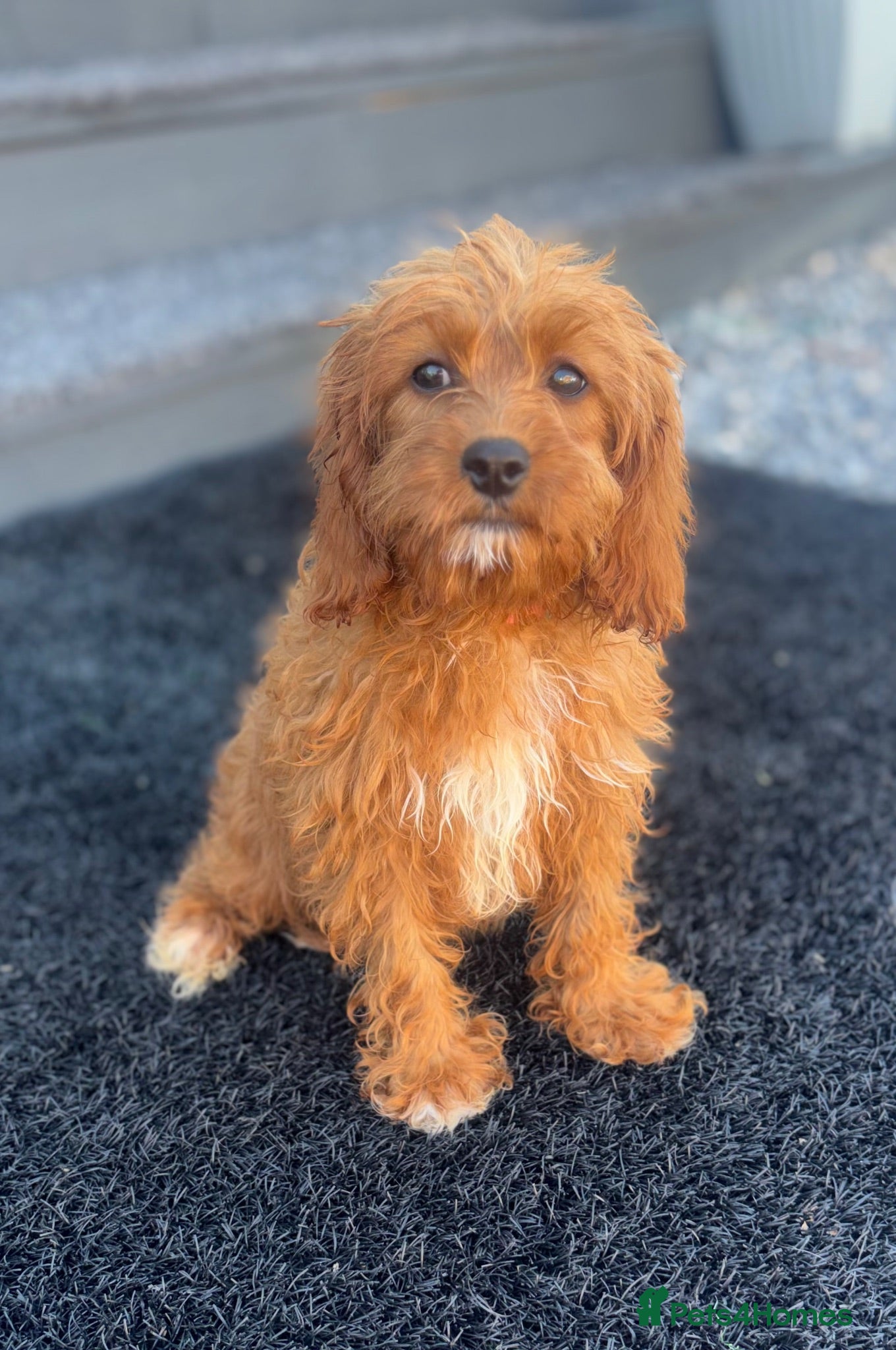 Cavapoo dogs Pink & Green Collar Girls Left💕💚 - Advert 2