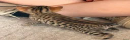 Bengal cats for sale: Pure bengal kittens in Oswestry - Advert 10