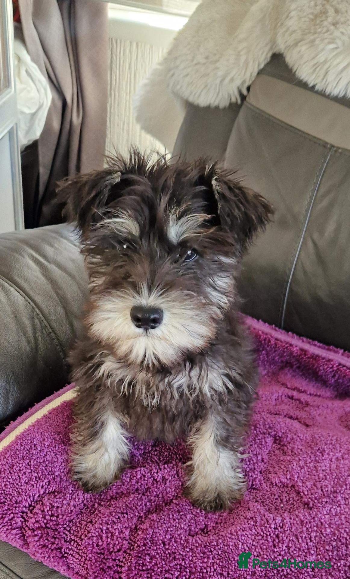 Miniature Schnauzer dogs Kc mac test 1 girl ready To go - Advert 18