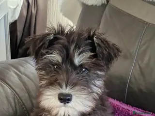 Miniature Schnauzer dogs Kc mac test 1 girl ready To go - Advert 18