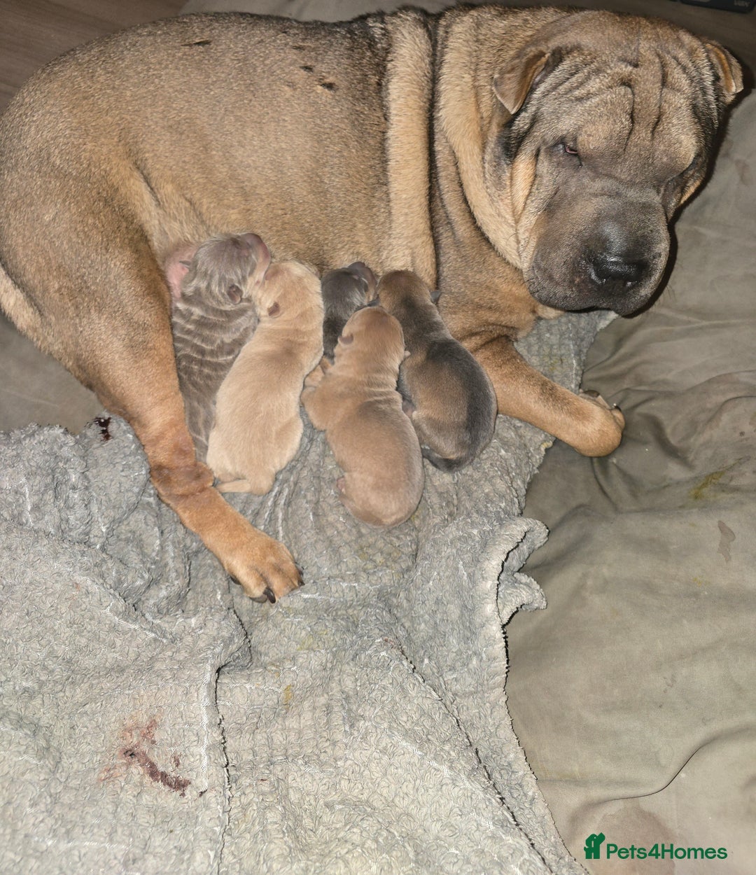 Shar Pei dogs for sale: Beautiful litter of Shar Pei puppies!  - Advert 4