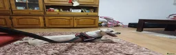 Cockapoo dogs for adoption: 🐾CRIS - Betrayed by the Person He Trusted… in Nottingham - Advert 37