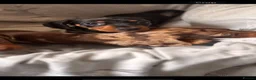 Miniature Dachshund dogs for sale: Miniature Dachshunds  - Advert 10