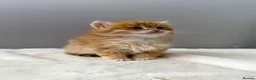 British Longhair cats for sale: Champion lines Golden British Longhairs - Advert 16