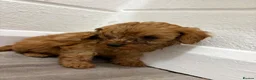 Cavapoo dogs for sale: Cava poo - Advert 4
