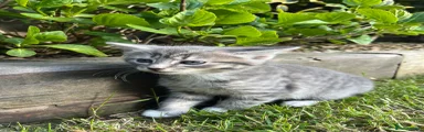 Grey Tabby 