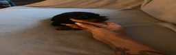 Miniature Dachshund dogs for sale: 6 Beautiful Miniature Dachshunds for Sale 🐾 ❤️ - Advert 2