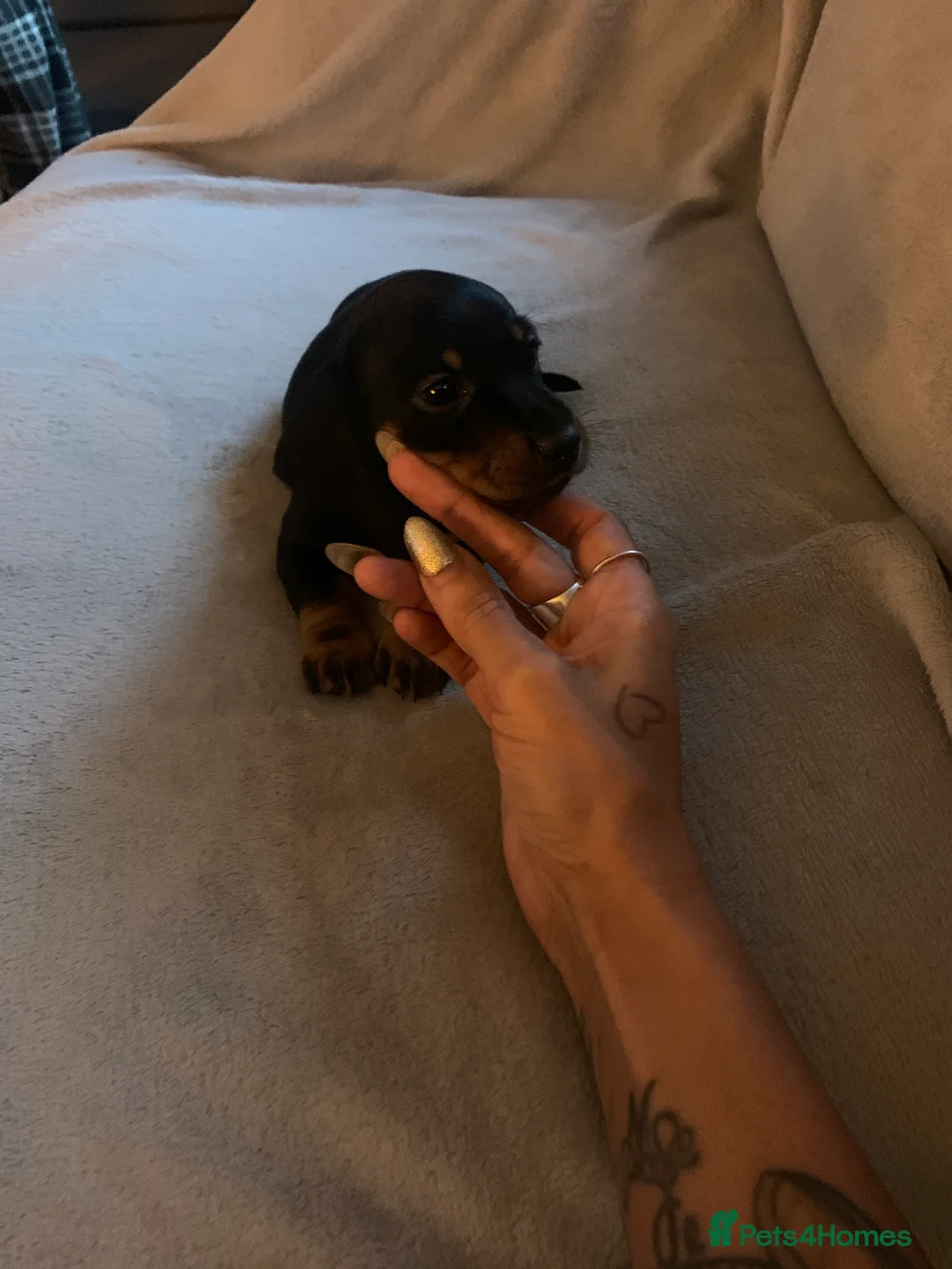 Miniature Dachshund dogs for sale: 6 Beautiful Miniature Dachshunds for Sale 🐾 ❤️ - Advert 2