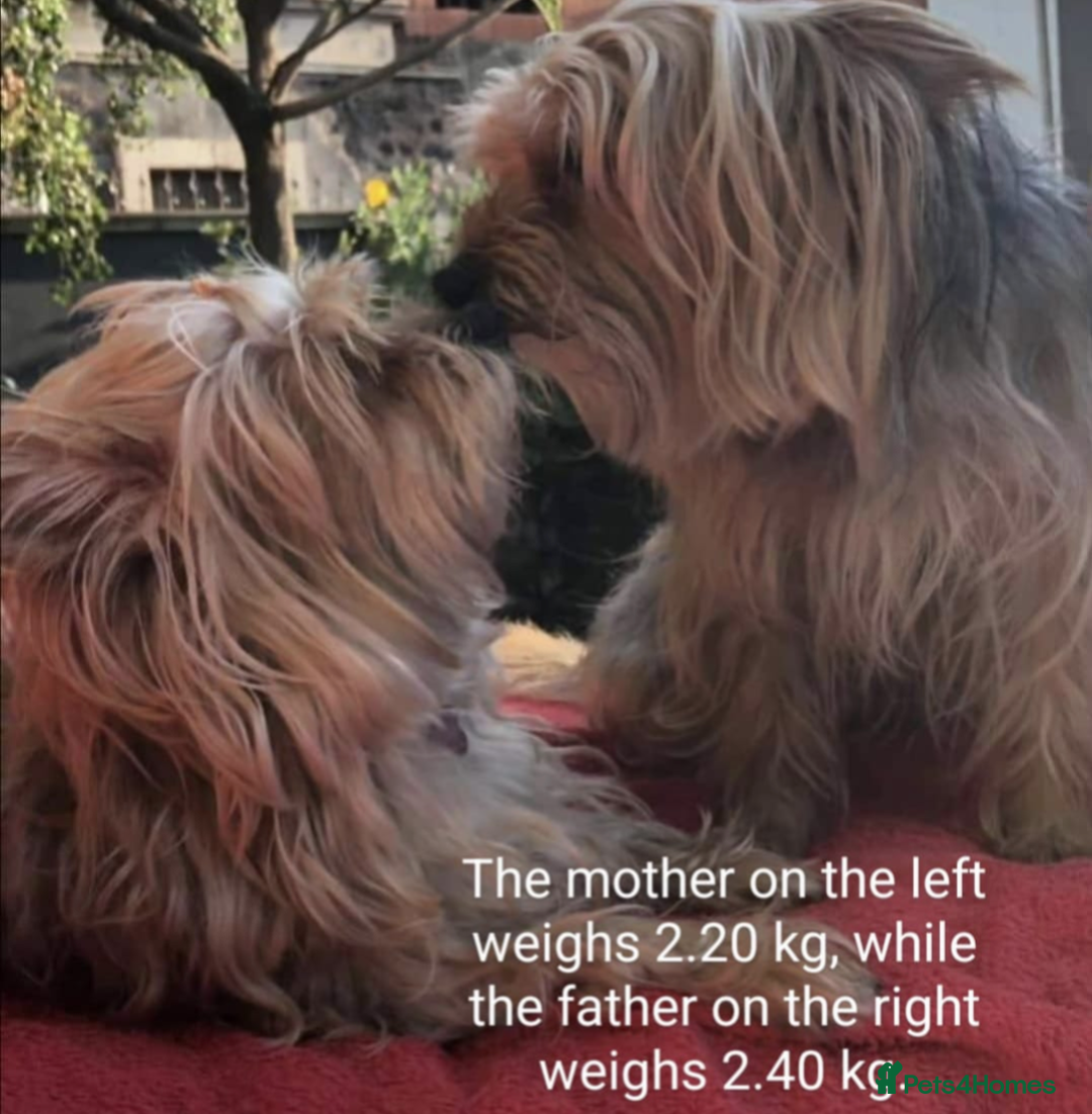 Yorkshire Terrier dogs for sale: Beautiful Yorkshire Terrier Puppies - Advert 5