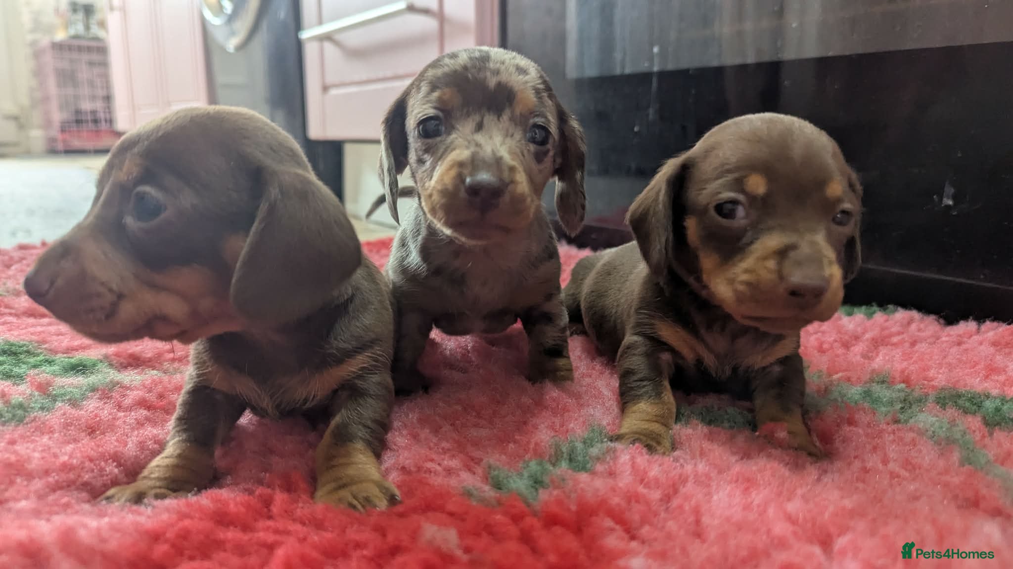 Miniature Dachshund dogs KC Reg Miniature Dachshund Puppies - PRA Clear  - Advert 11