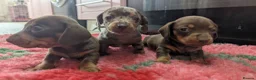 Miniature Dachshund dogs for sale: KC Reg Miniature Dachshund Puppies - PRA Clear  - Advert 1
