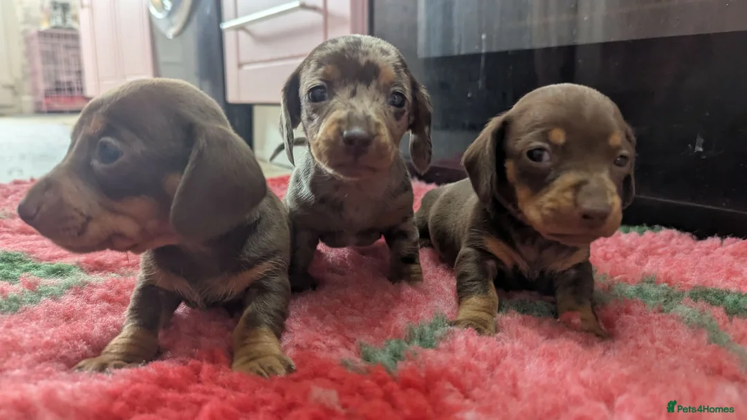 Miniature Dachshund dogs for sale: KC Reg Miniature Dachshund Puppies - PRA Clear  - Advert 1