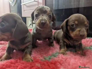 Miniature Dachshund dogs KC Reg Miniature Dachshund Puppies - PRA Clear - Advert 11