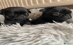 Pug dogs for sale: Stunning pug puppies health tested parents 🐶!!! - Image 3