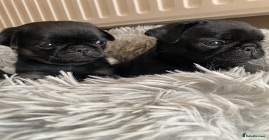 Pug dogs - Advert 1