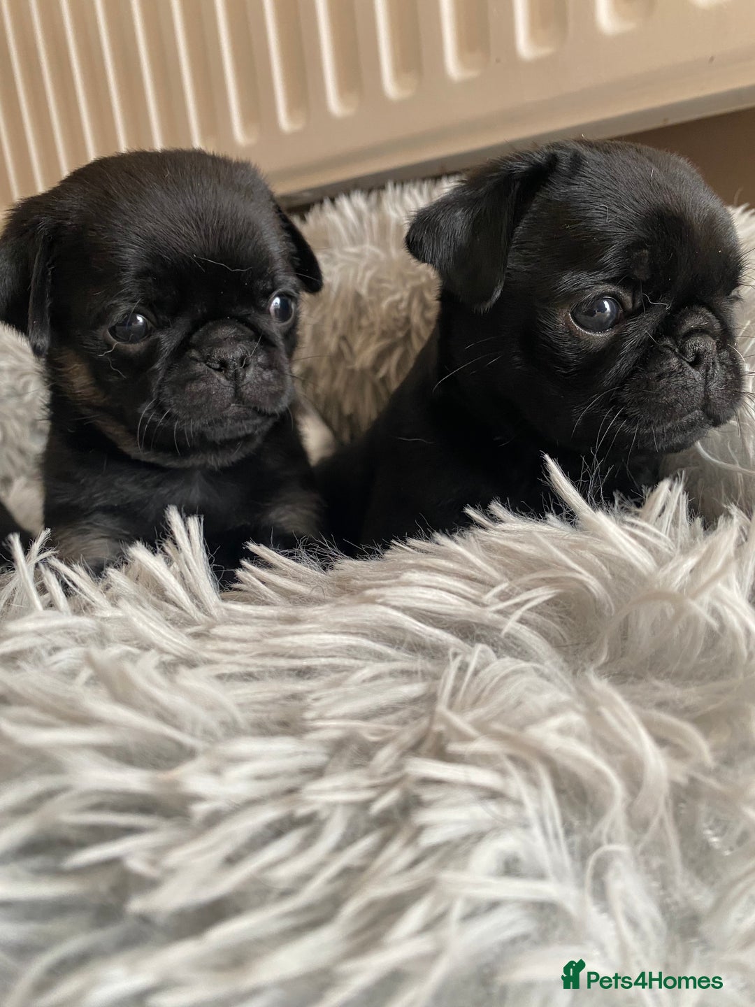 Pug dogs for sale: Stunning pug puppies health tested parents 🐶!!! - Image 3