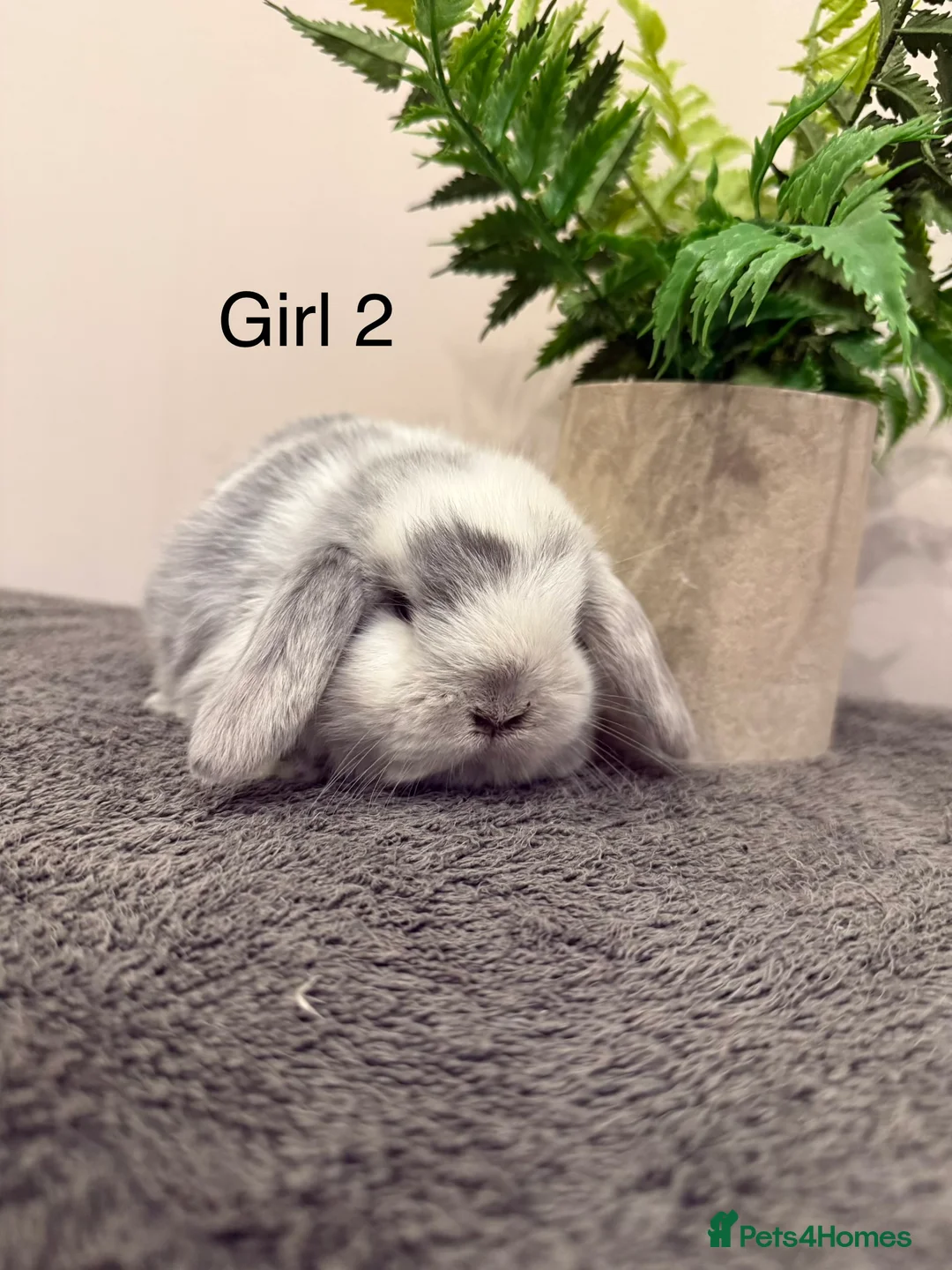 Mini Lop rabbits for sale: ✨Stunning Magpie & Harlequin Mini Lops✨ - Advert 13