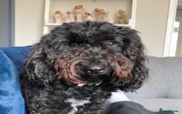Cockapoo dogs for sale: 2 Year old female Cockapoo looking for a new home. - Image 6
