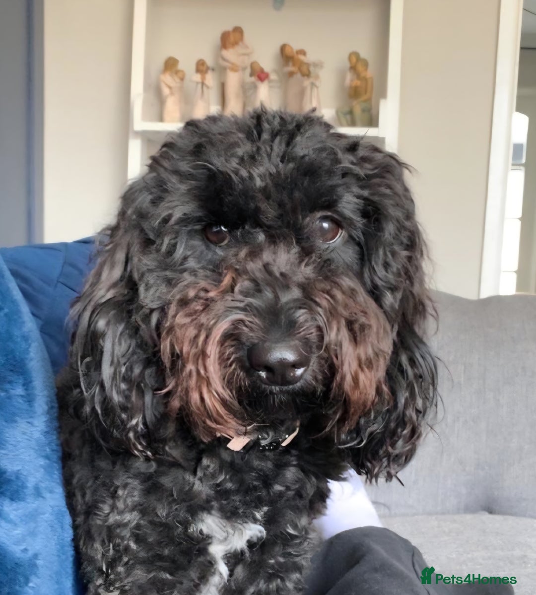 Cockapoo dogs for sale: 2 Year old female Cockapoo looking for a new home. - Image 6
