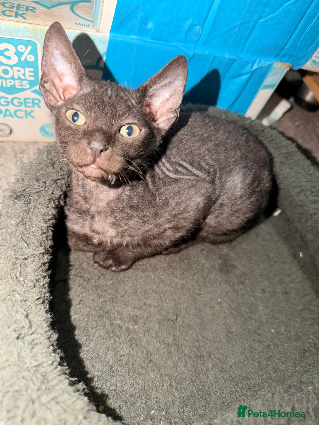Mixed Breed cats for sale: 2 beautiful Velour Sphynx boys left 🤎🖤 - Advert 3