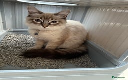 Ragdoll cats for sale: Ragdoll Lynx Blue point male - Image 17