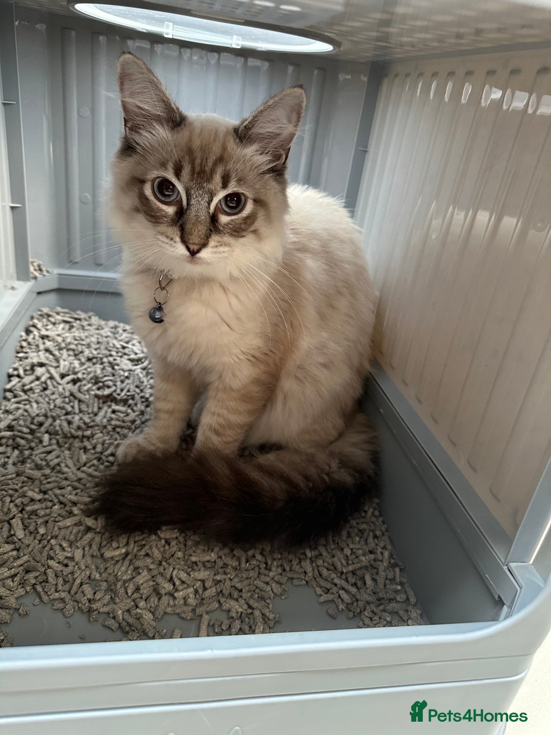 Ragdoll cats for sale: Ragdoll Lynx Blue point male - Image 17
