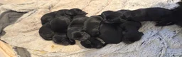 Cockapoo dogs for sale: Cockapoo pups in Widnes - Advert 4