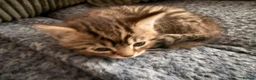 Mixed Breed cats for sale: Beautiful kittens ready for new loving homes  - Advert 8