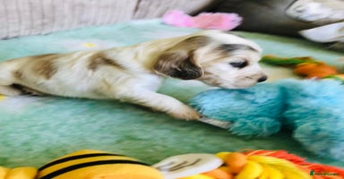 Cocker Spaniel dogs - Advert 16
