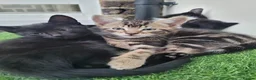 Domestic Shorthair cats for sale: Lovely kittens looking for home - Advert 2