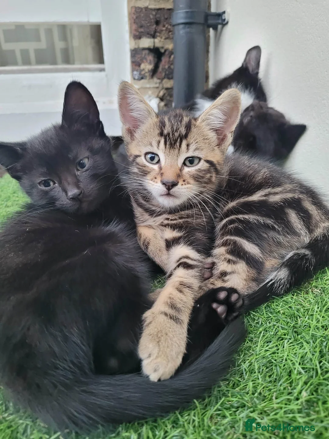 Domestic Shorthair cats for sale: Lovely kittens looking for home - Advert 2