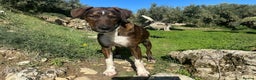Mixed Breed dogs for sale: Handsome Enzo ready for his forever family - Advert 2