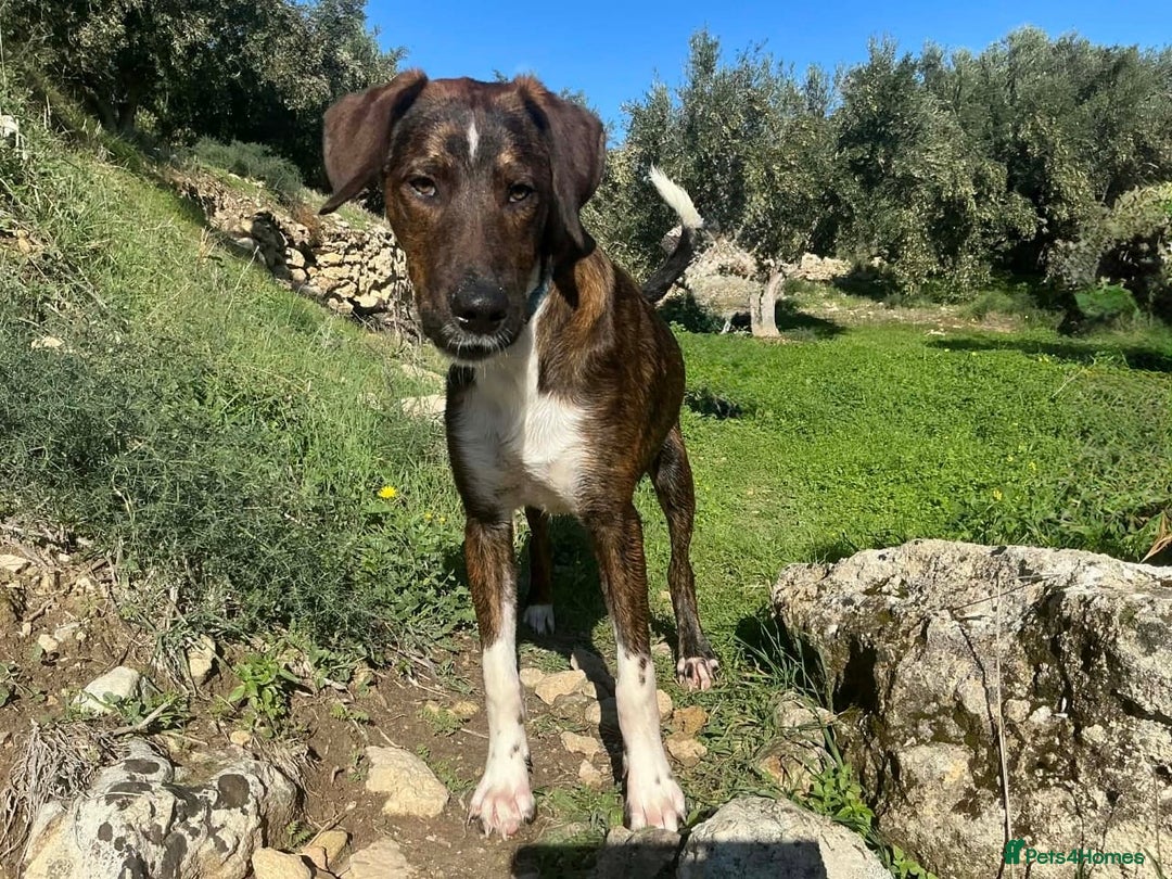 Mixed Breed dogs for sale: Handsome Enzo ready for his forever family - Advert 2