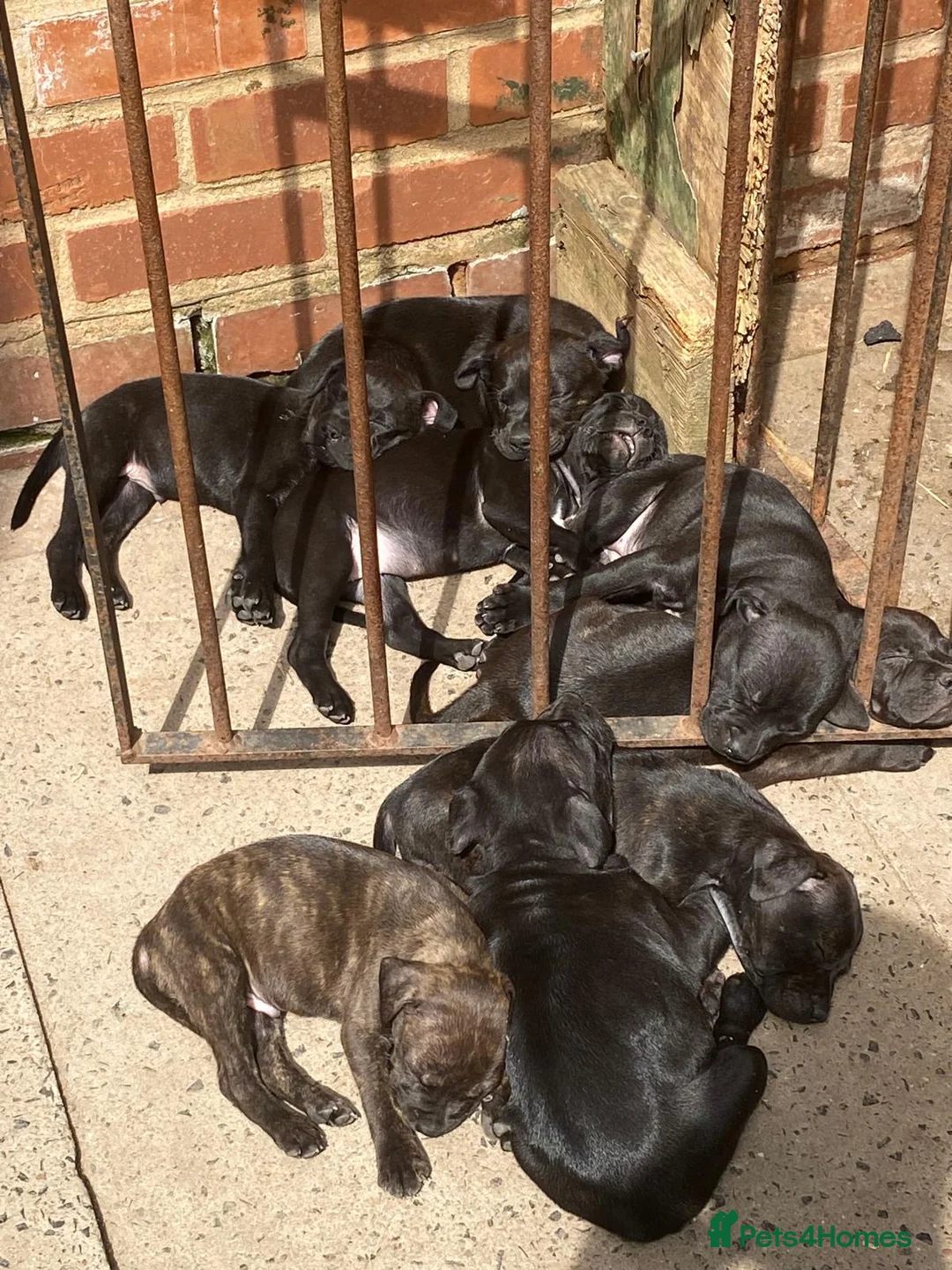 Staffordshire Bull Terrier dogs for sale: Staffordshire bullterrier puppies  in Birmingham - Advert 2