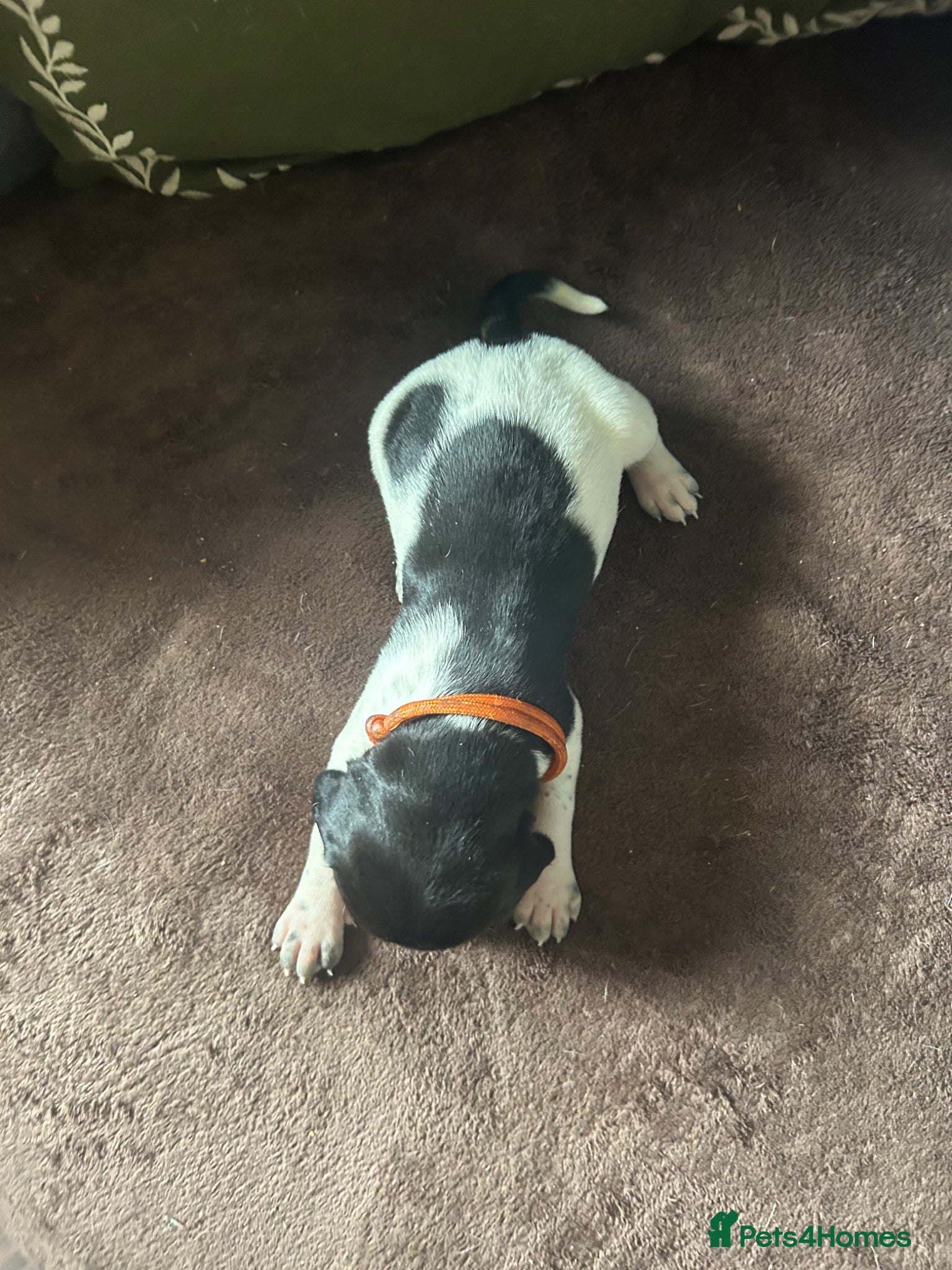 Pointer dogs for sale: KC English Pointer Puppies - Advert 37