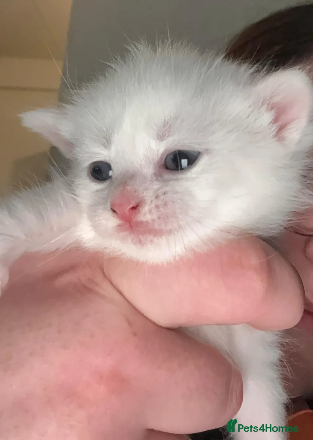 Mixed Breed cats for sale: 3 adorable kittens for purrfect homes in High Wycombe - Advert 11