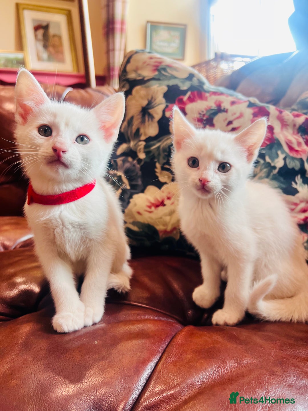 Mixed Breed cats for sale: *READY NOW* 3 Beautiful White Kittens - Image 14