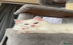 Persian cats for sale: Fluffy indoor kittens-Persian&Main Coon cross  - Image 19