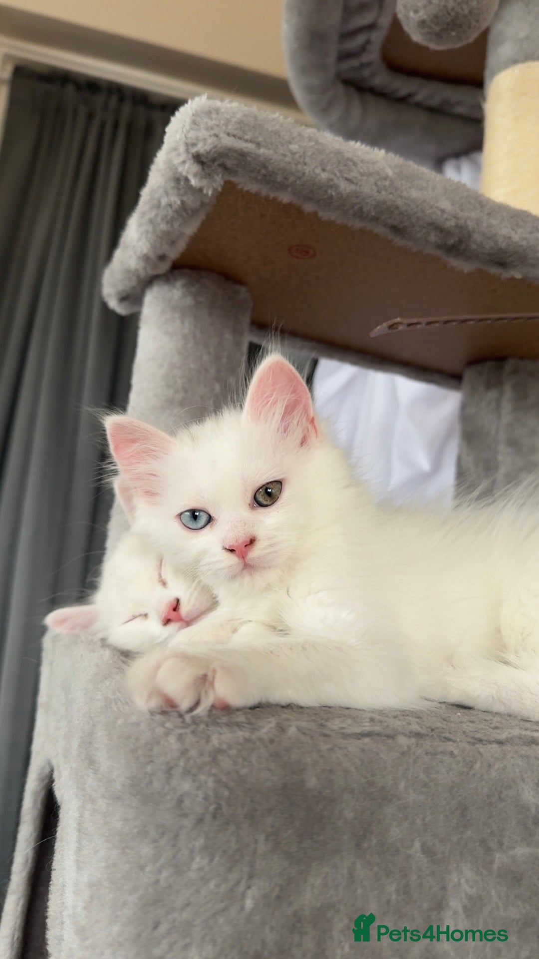 Persian cats for sale: Fluffy indoor kittens-Persian&Main Coon cross  - Image 19