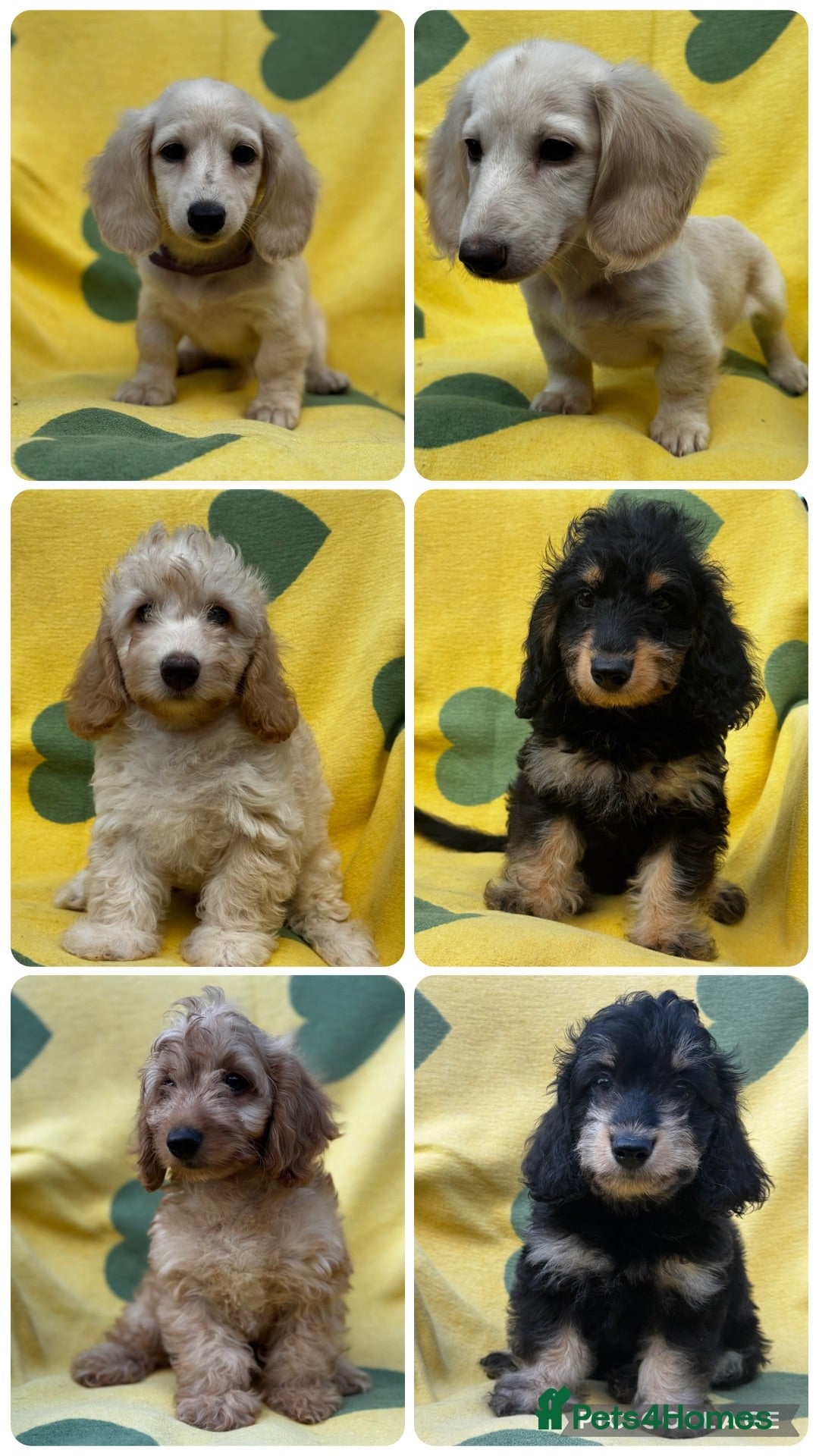 Doxiepoo dogs Doxiepoos Miniature dachshund x toy poodle  - Advert 1