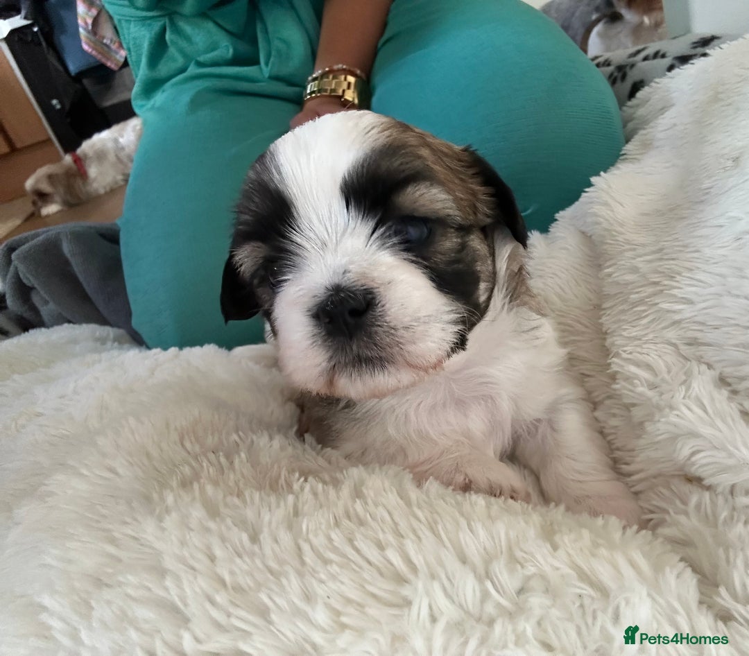Shih Tzu dogs for sale: Shih tzu puppie for sale  - Image 9