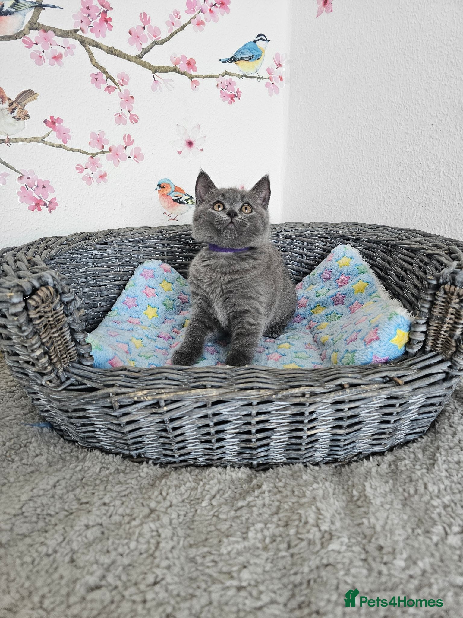 British Shorthair cats British Shorthair Kittens - Advert 2